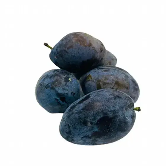 שזיף שגיב