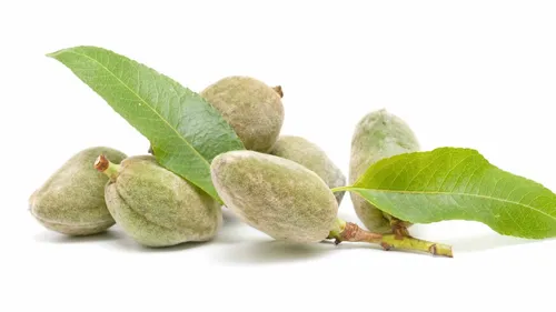 שקד ירוק