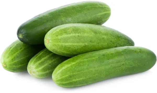 מלפפון